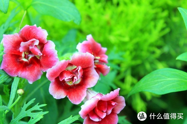 适合北阳台养的花有哪些_北阳台养什么花好_适合北阳台养的花