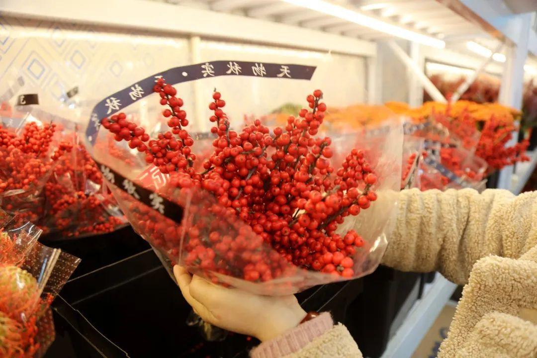 花卉绿植批发市场多少钱_绿植花卉批发市场_花卉批发绿植市场在哪里