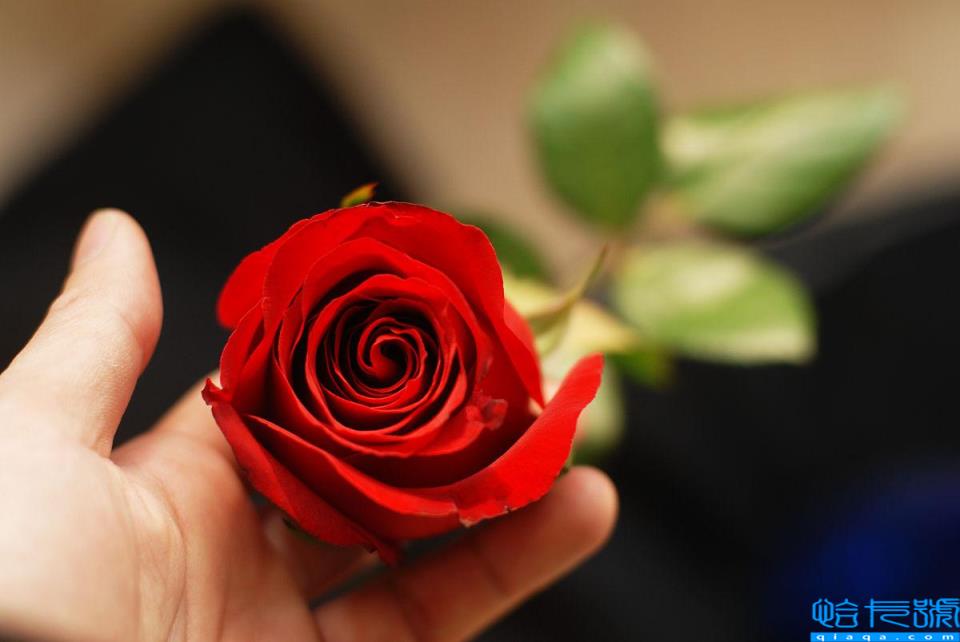 送粉红色的玫瑰花代表什么_送玫瑰粉红色花代表什么含义_送粉色玫瑰代表啥