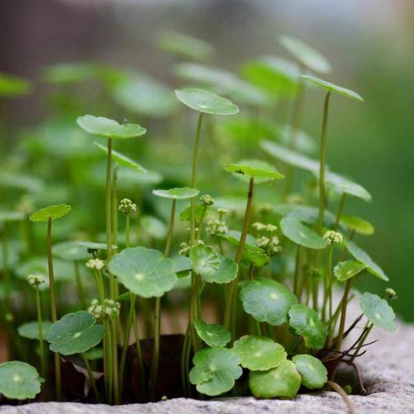 盆栽养铜钱草好不好_盆栽养铜钱草好吗_铜钱草盆栽怎么养