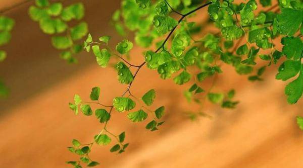 铜钱草盆栽怎么养_盆栽养铜钱草好吗_盆栽养铜钱草好不好