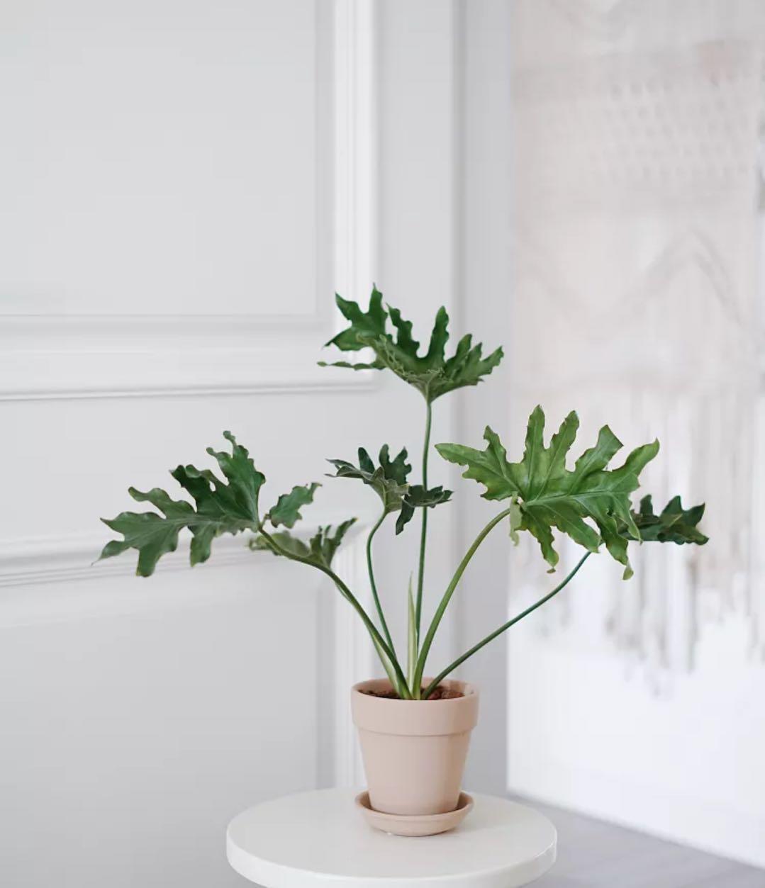 绿植水培植物_水培绿植有哪些_水培绿植该怎么办