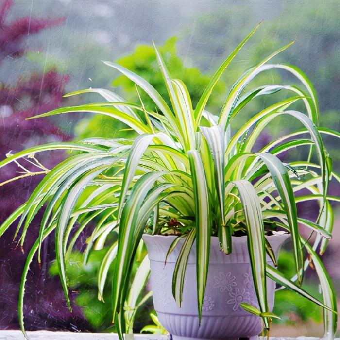 家养的盆栽植物_家里盆栽养什么植物好_盆栽植物好养室内