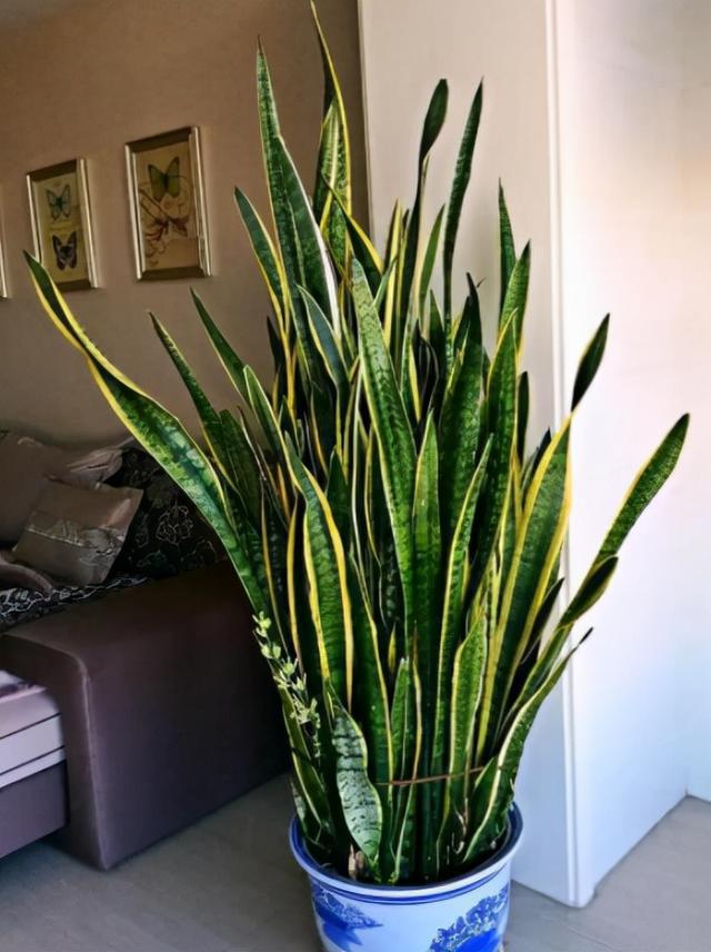 家里盆栽养什么植物好_盆栽植物好养室内_家养的盆栽植物