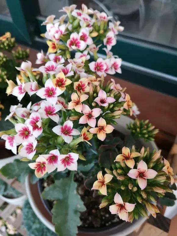 盆栽植物好养室内_家里盆栽养什么植物好_家养的盆栽植物