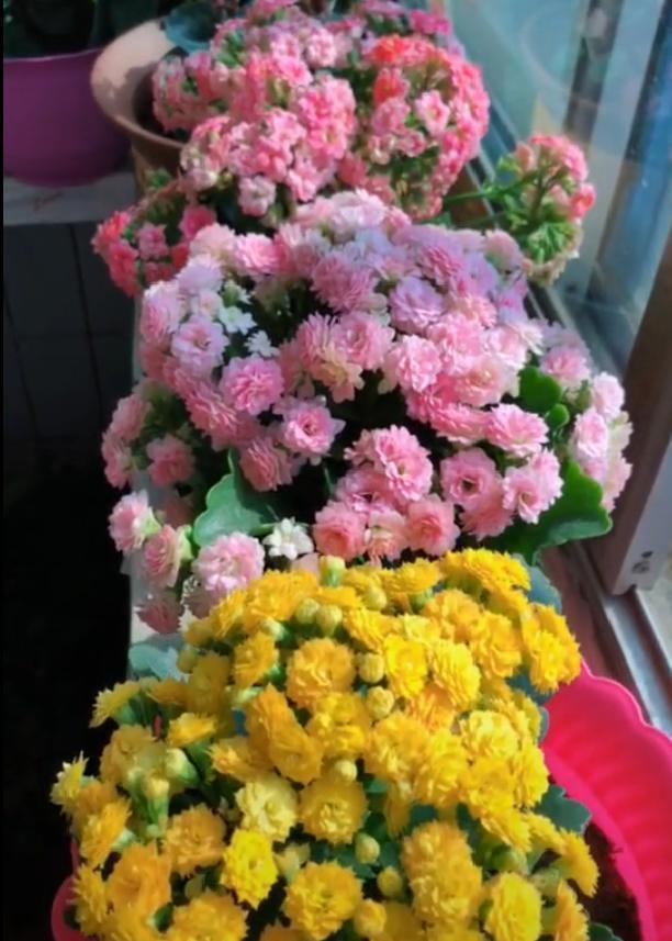家养的盆栽植物_盆栽植物好养室内_家里盆栽养什么植物好