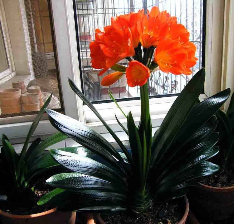 家里盆栽养什么植物好_盆栽植物好养室内_家养的盆栽植物