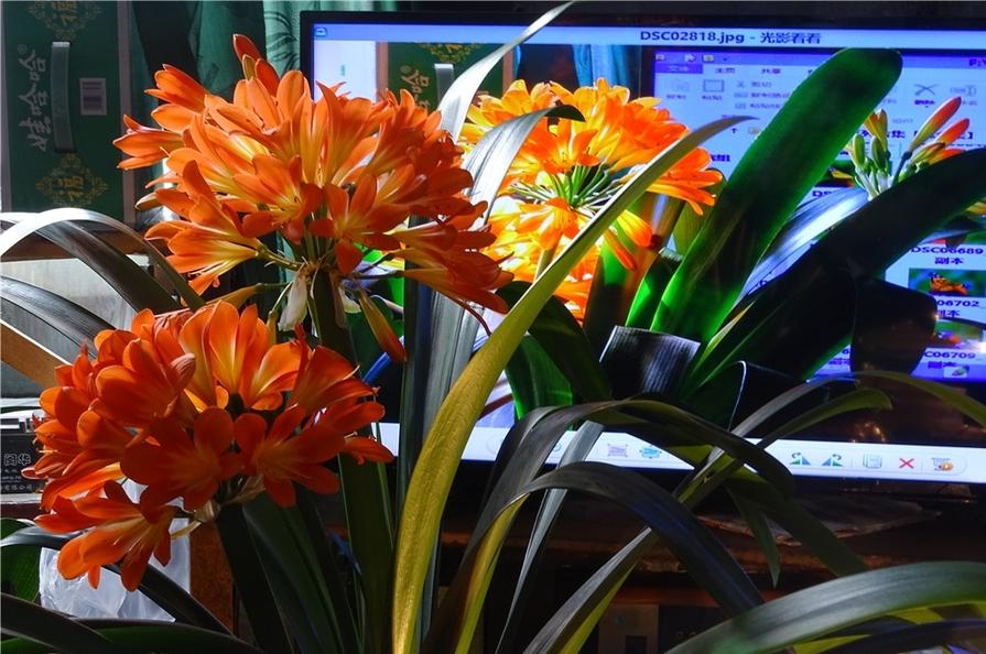 盆栽植物好养室内_家里盆栽养什么植物好_家养的盆栽植物