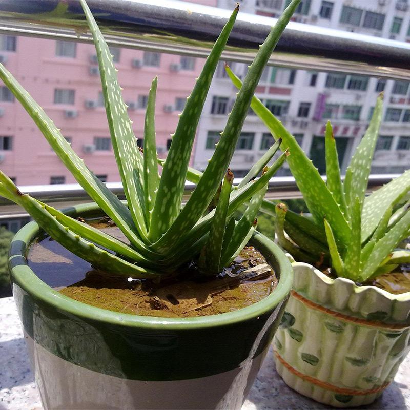 家里盆栽养什么植物好_盆栽植物好养室内_家养的盆栽植物