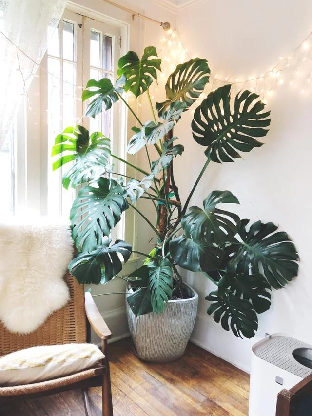 家里盆栽养什么植物好_盆栽植物好养室内_家养的盆栽植物