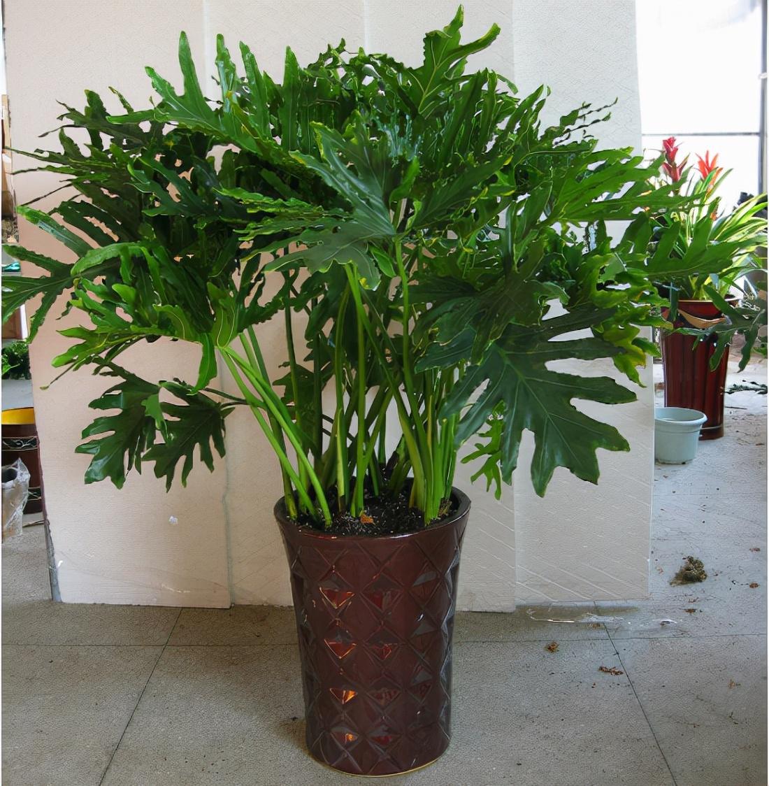 家里盆栽养什么植物好_盆栽植物好养室内_家养的盆栽植物