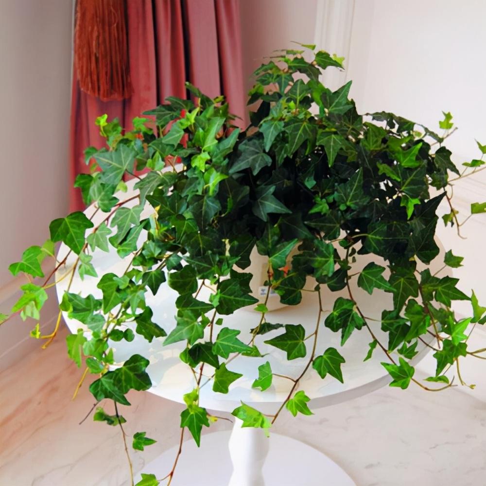 家养的盆栽植物_家里盆栽养什么植物好_盆栽植物好养室内