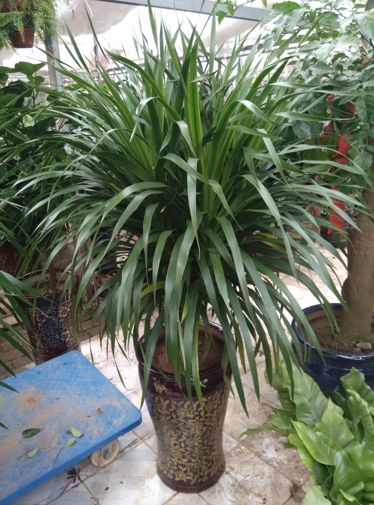 盆栽植物好养室内_家里盆栽养什么植物好_家养的盆栽植物