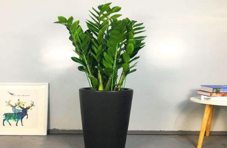 家里盆栽养什么植物好_家养的盆栽植物_盆栽植物好养室内