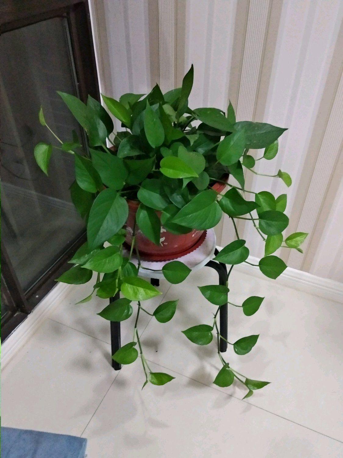 盆栽植物好养室内_家里盆栽养什么植物好_家养的盆栽植物