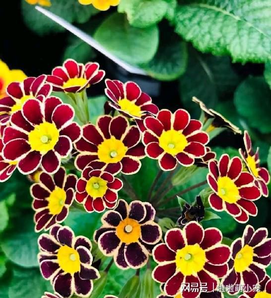 冬天好养活的花卉植物_冬天好养活的植物_冬天什么植物好养活