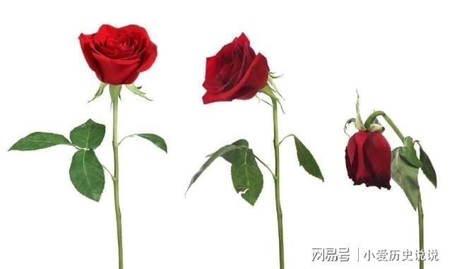 鲜花保鲜长时间让它不开花_如何让鲜花保鲜时间更长_鲜花保鲜长时间让它死亡