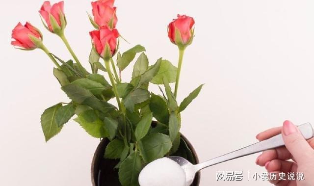 鲜花保鲜长时间让它不开花_鲜花保鲜长时间让它死亡_如何让鲜花保鲜时间更长
