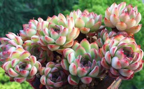 耐阴花期长_花卉中比较耐阴的花卉是_耐阴的花卉有哪些
