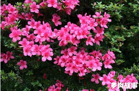 花抗冻吗_室内花卉耐寒_耐冻耐寒的室外花卉