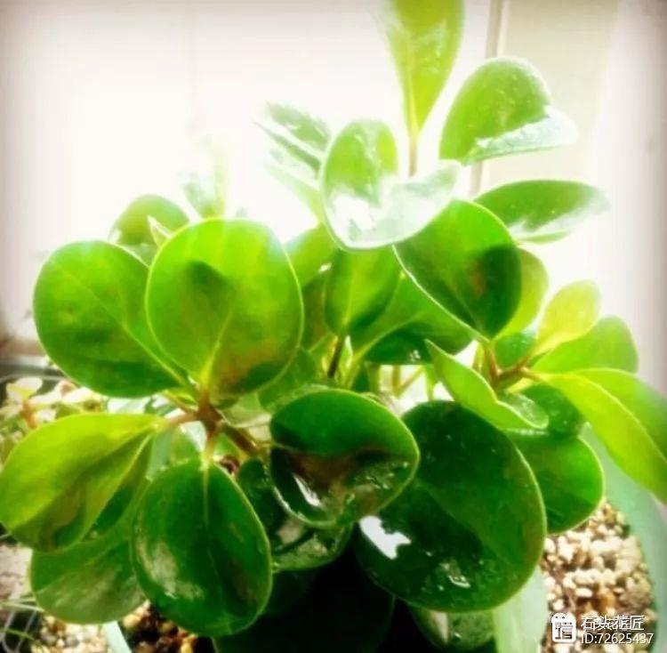 净化二手烟味的植物_净化空气的室内植物二手烟_净化二手烟的室内植物
