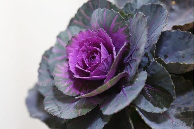 花卉耐寒区_冬季室外耐寒的花卉有哪些_冬季室外最耐寒的15种花卉