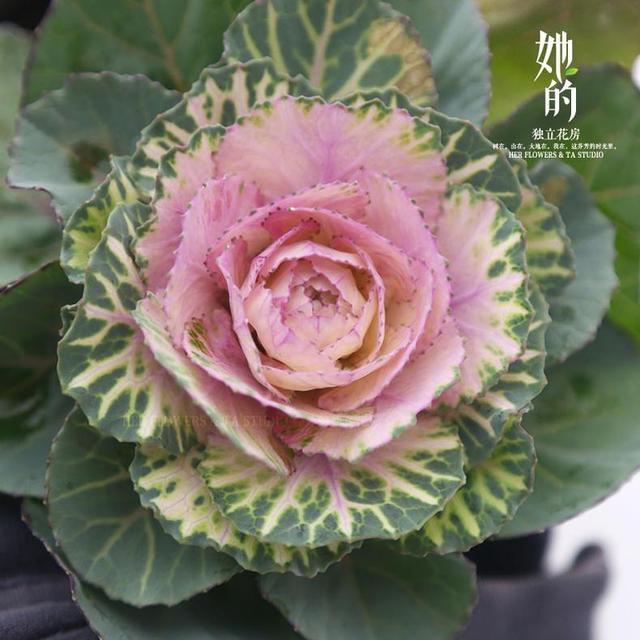 花卉耐寒区_冬季室外耐寒的花卉有哪些_冬季室外最耐寒的15种花卉