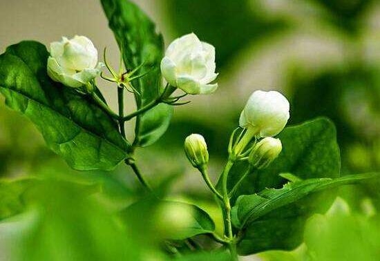 茉莉花盛开的月份_茉莉花开花月份_茉莉花开几月份开花