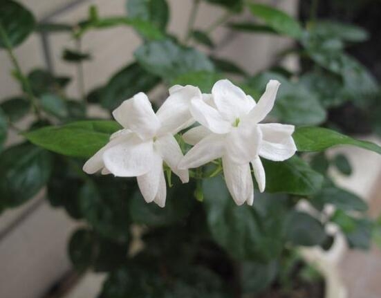 茉莉花开几月份开花_茉莉花盛开的月份_茉莉花开花月份