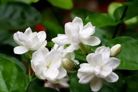 茉莉花开几月份开花_茉莉花开花月份_茉莉花盛开的月份