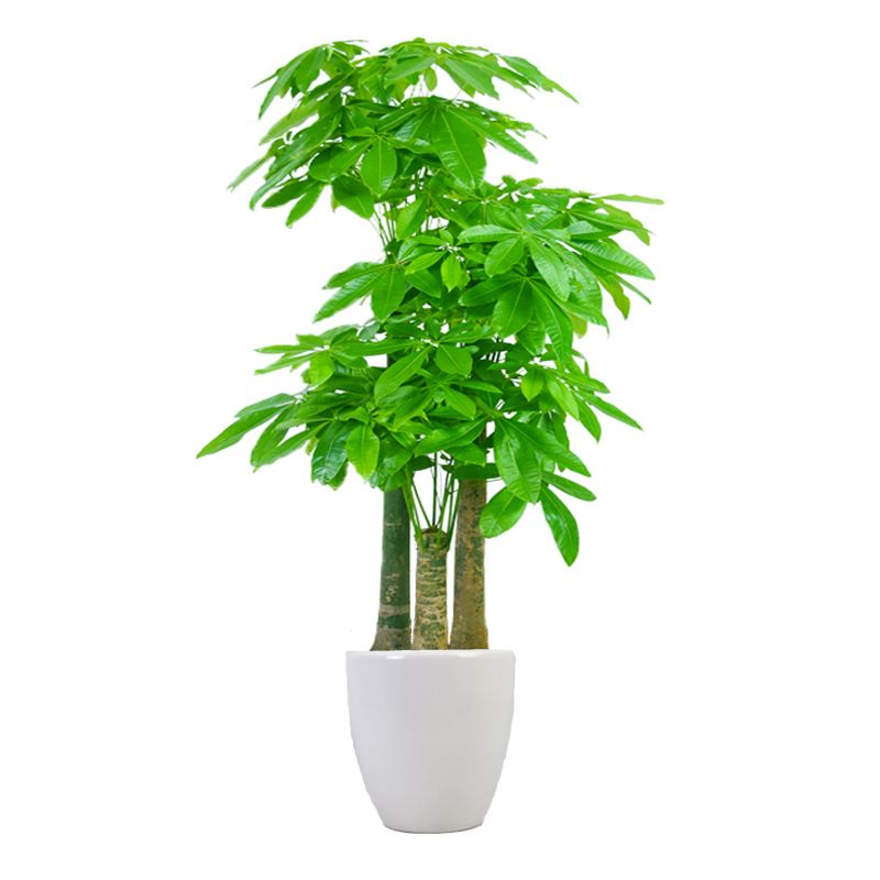 朋友搬家送绿植一颗还是两颗好_送搬家绿植朋友好不好_朋友搬家送什么绿植好