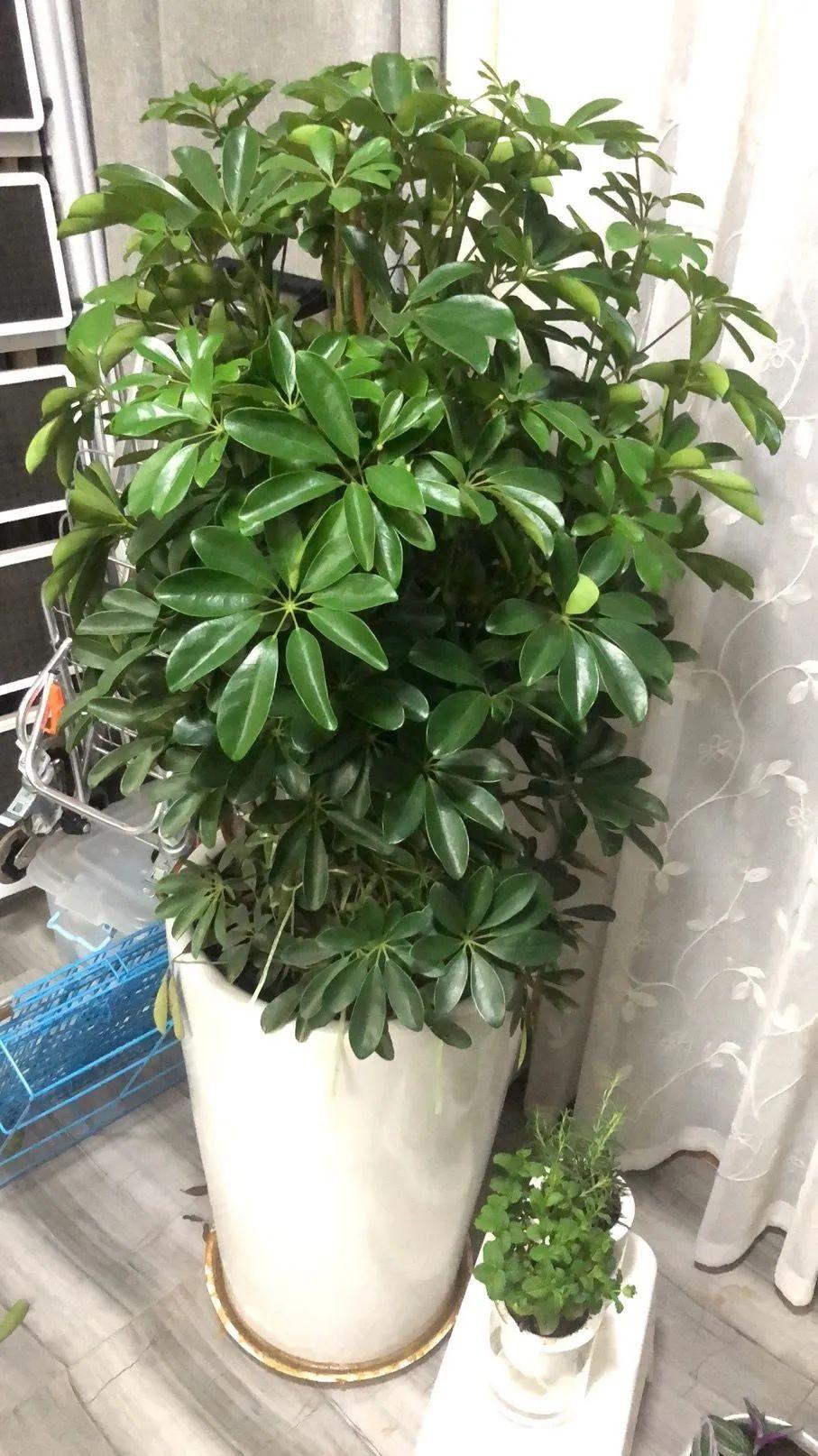 5种“耐荫花”，适合种客厅，哪怕没有光照，它们也可以活