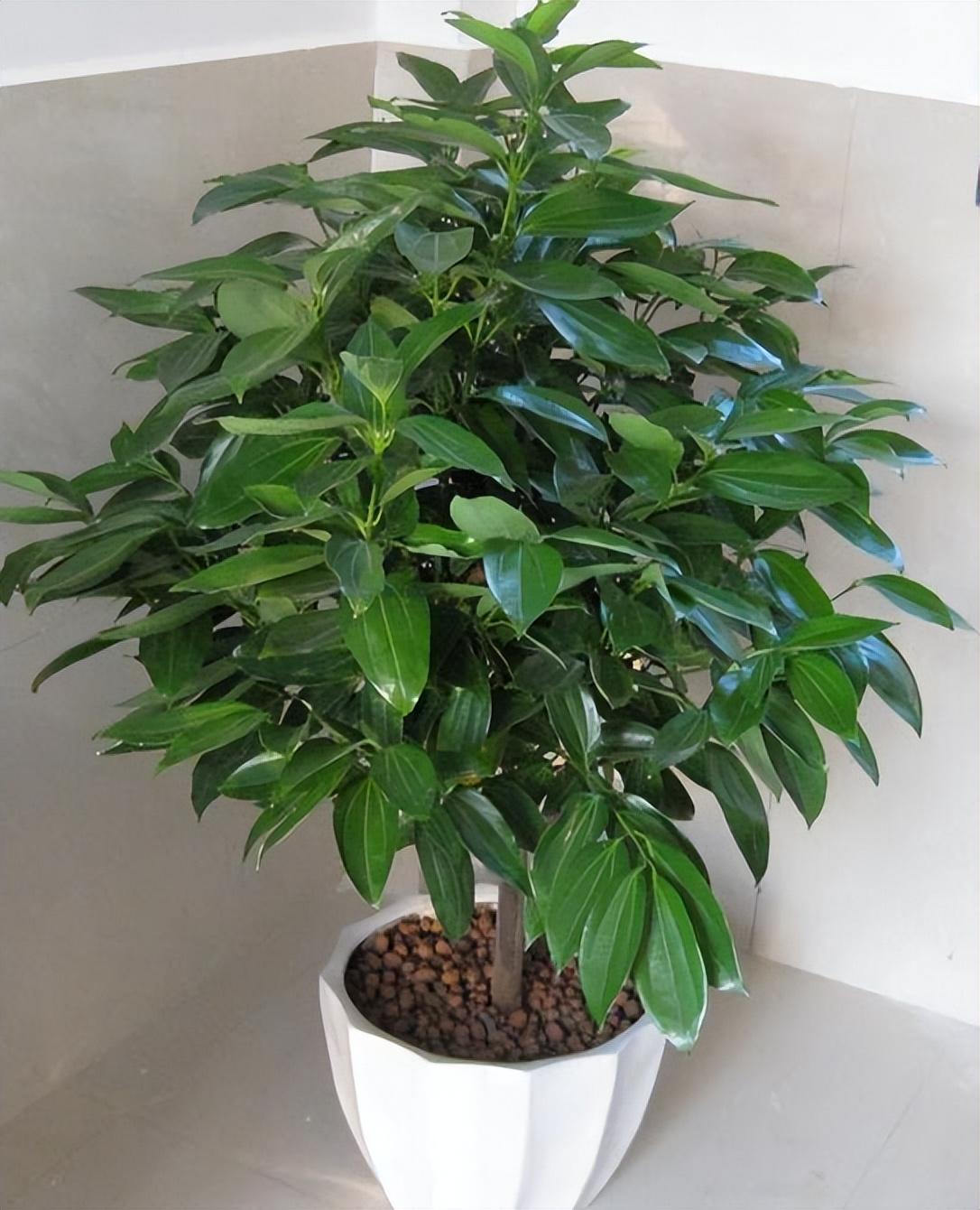 室内植物喜阴的有哪些_喜阴的室内植物_室内植物喜阴还是喜阴