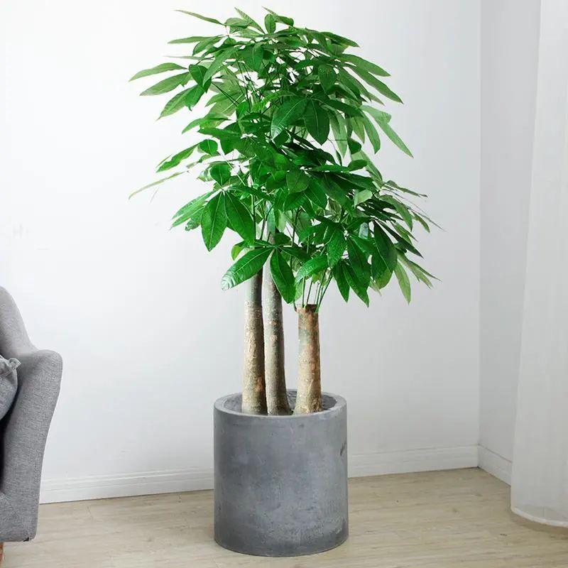 室内植物喜阴的有哪些_室内植物喜阴还是喜阴_喜阴的室内植物