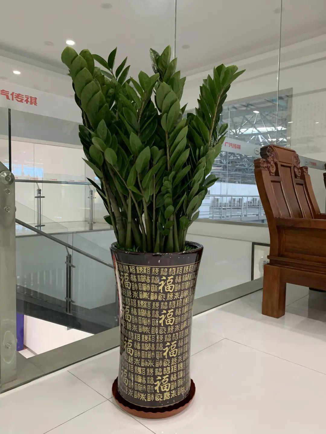 喜阴的室内植物_室内植物喜阴还是喜阴_室内植物喜阴的有哪些
