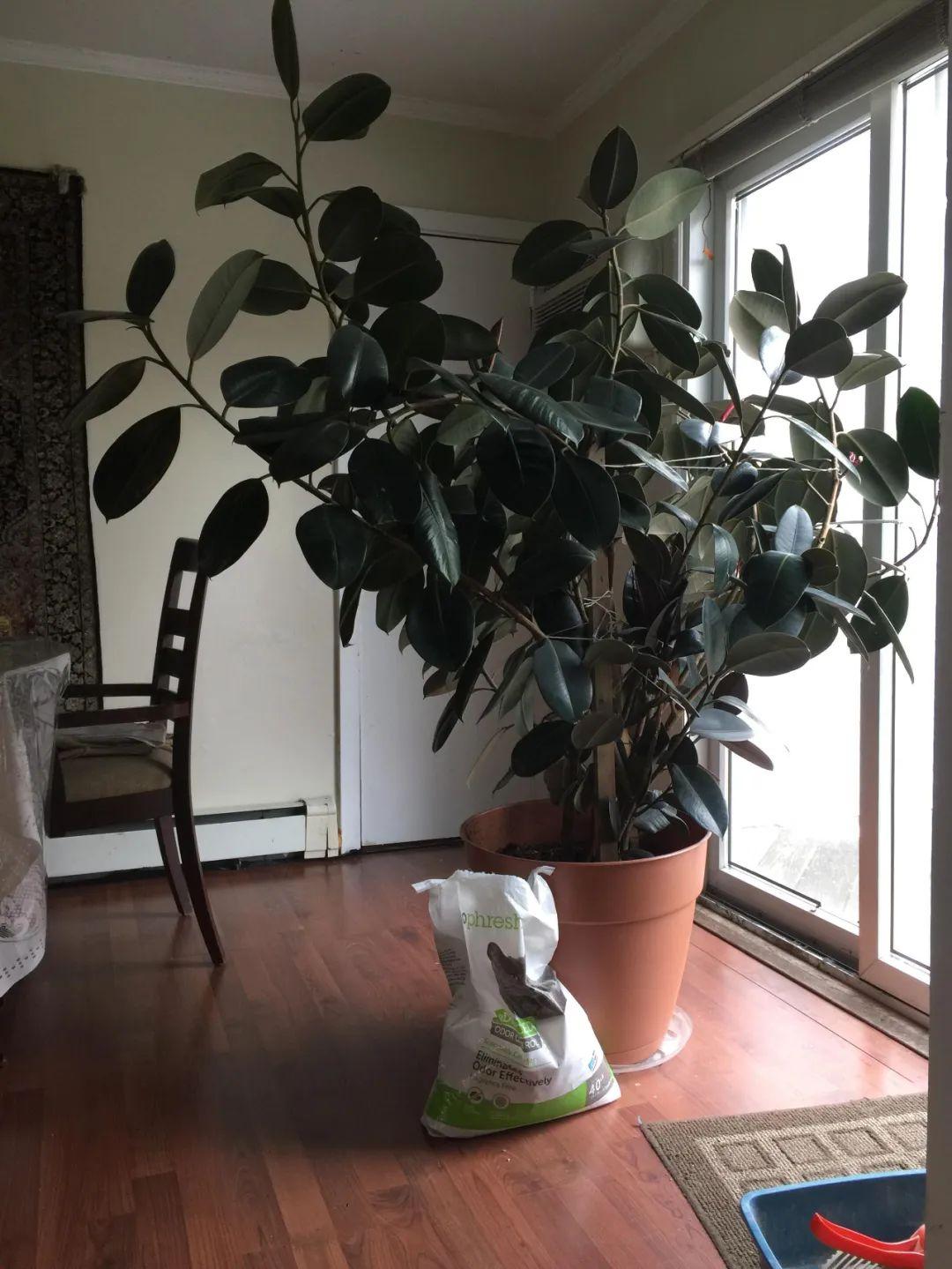 喜阴的室内植物_室内植物喜阴的有哪些_室内植物喜阴还是喜阴