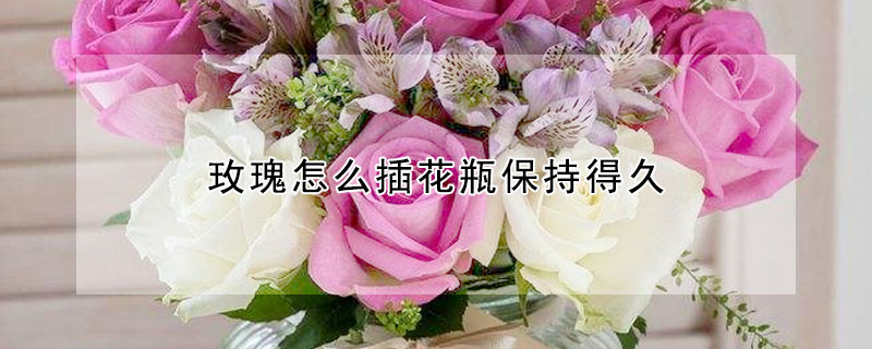 玫瑰插花瓶怎么延长花期_玫瑰花插花瓶怎么养的长久_瓶插玫瑰花怎么养