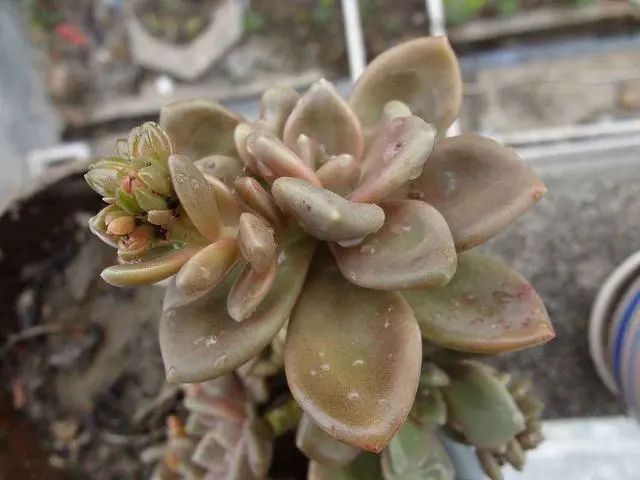耐热耐寒的多肉植物_耐热的多肉有哪些_耐寒又耐热的多肉植物