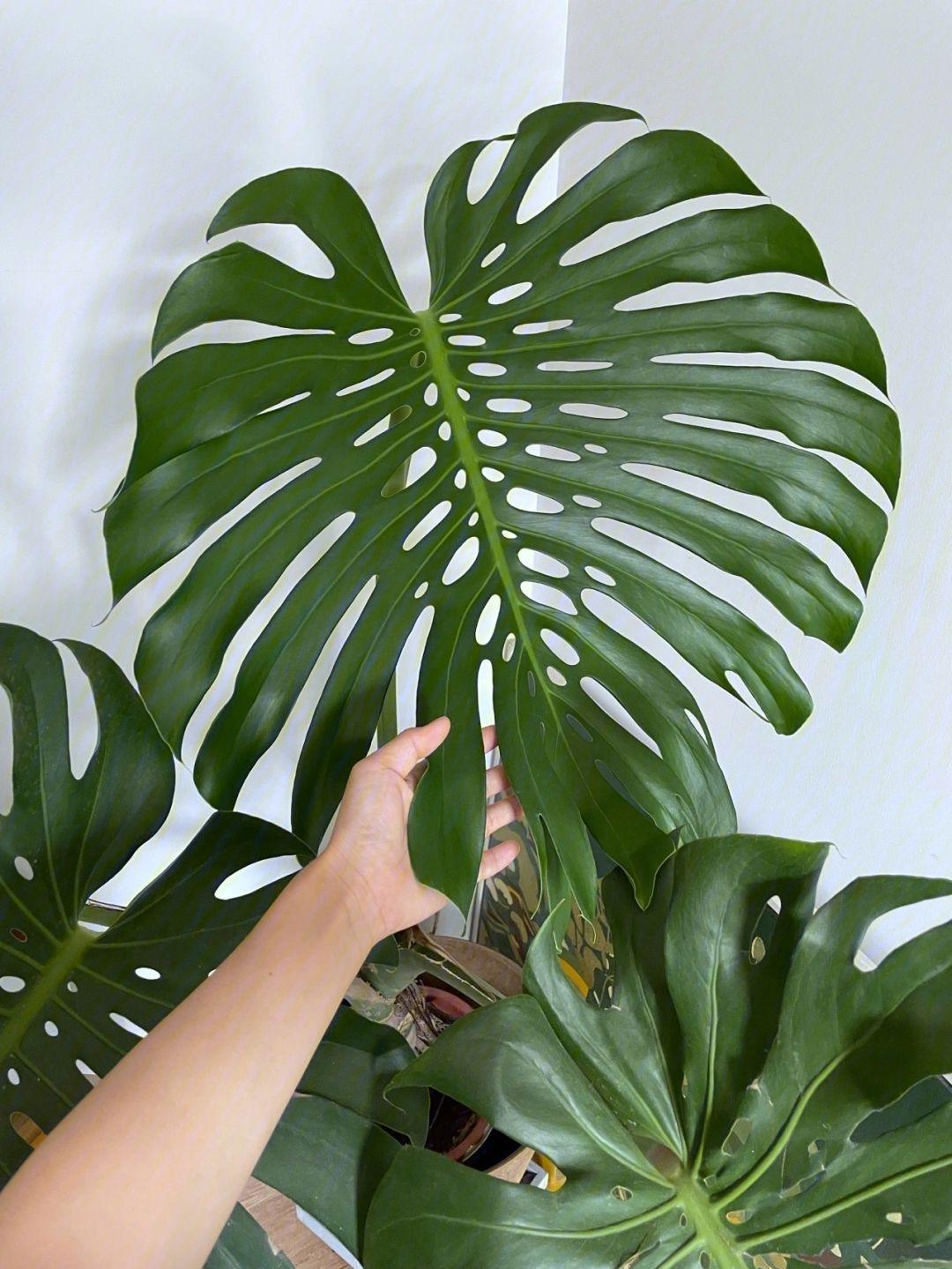 室内养适合花草的植物_十种适合室内养的花_室内养适合花的植物