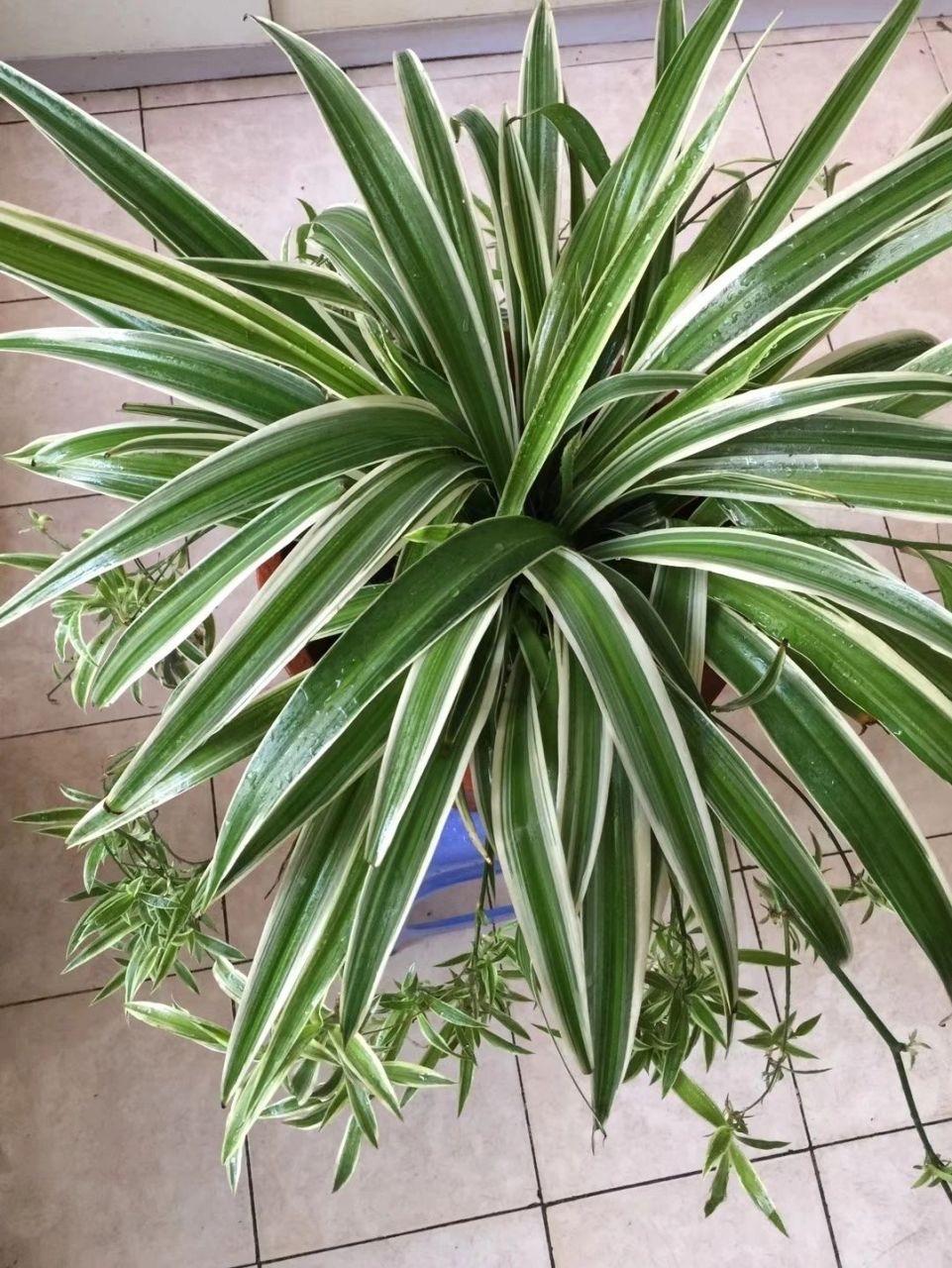 室内养适合花草的植物_室内养适合花的植物_十种适合室内养的花