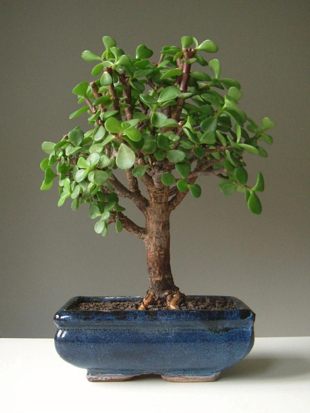 室内养适合花的植物_室内养适合花草的植物_十种适合室内养的花