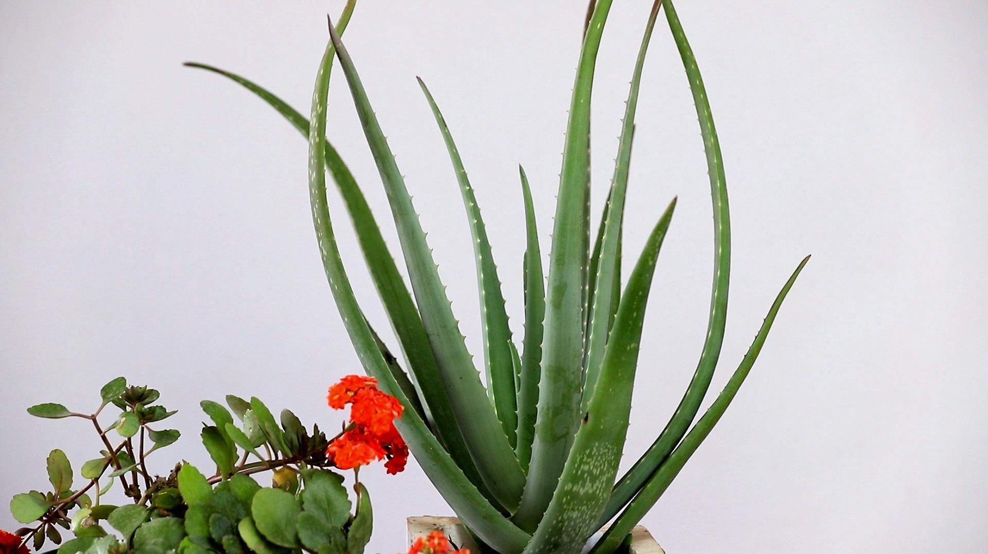 十种适合室内养的花_室内养适合花的植物_室内养适合花草的植物