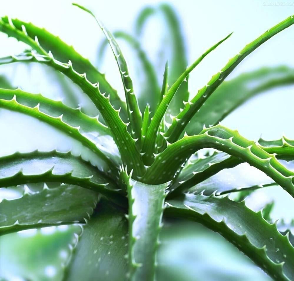 十种适合室内养的花_室内养适合花草的植物_室内养适合花的植物
