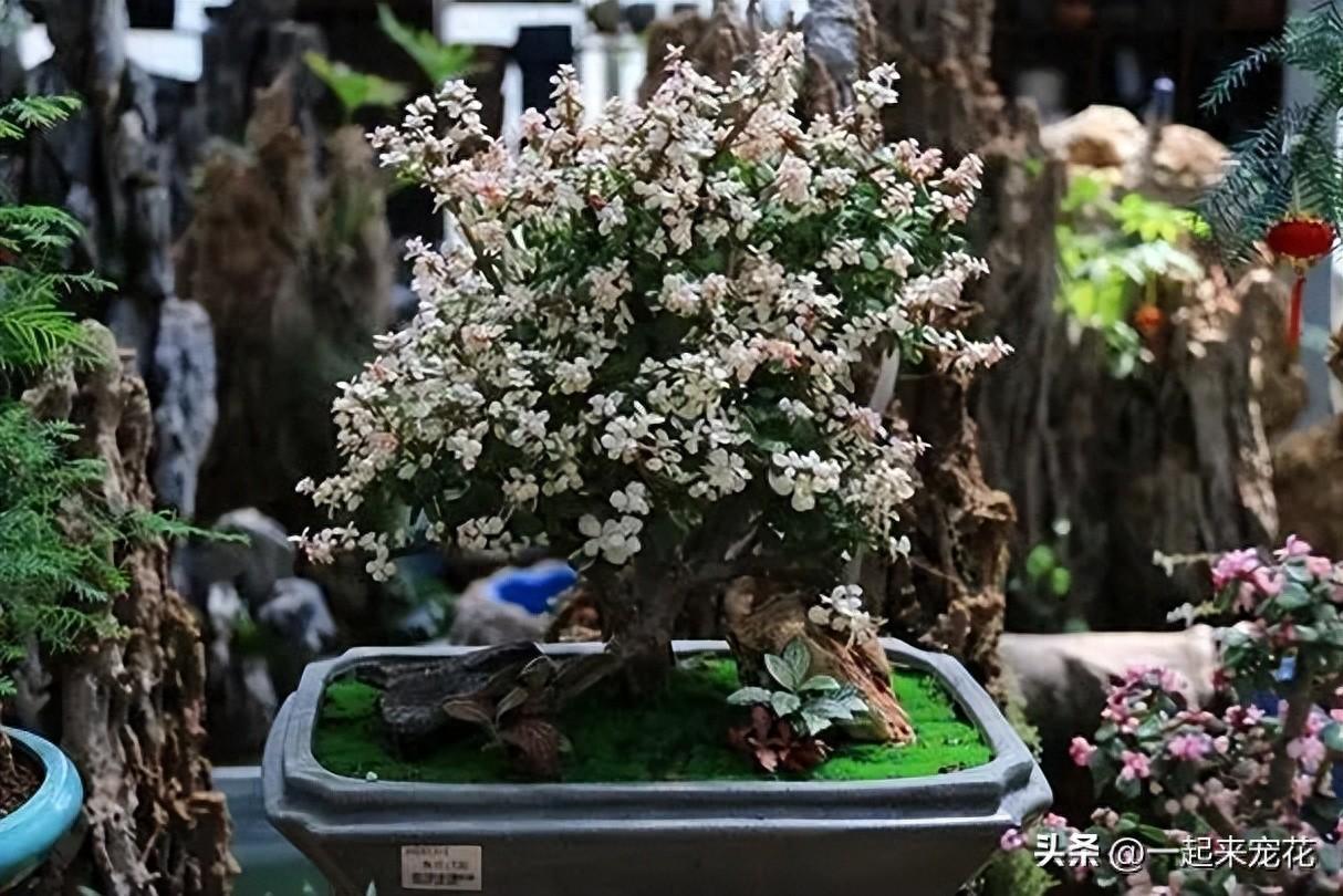 适合种植在卧室的5种花，摆在家里对身体好，一次养十盆不嫌多
