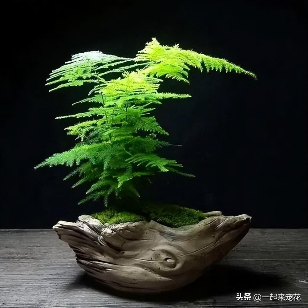 卧室养花可以开空调吗_卧室养花可以用吡虫啉吗_卧室可以养花吗