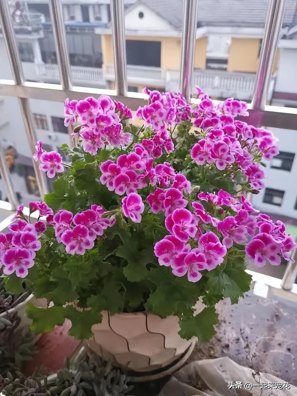 卧室养花可以用吡虫啉吗_卧室可以养花吗_卧室养花可以开空调吗