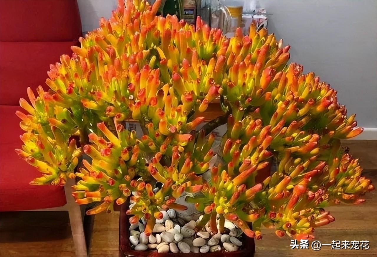 卧室可以养花吗_卧室养花可以用吡虫啉吗_卧室养花可以开空调吗