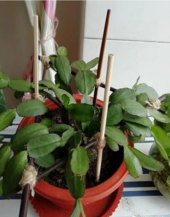 花盆没有孔可以养花吗_花盆没有孔可以种菜吗_花盆没有孔花能活么