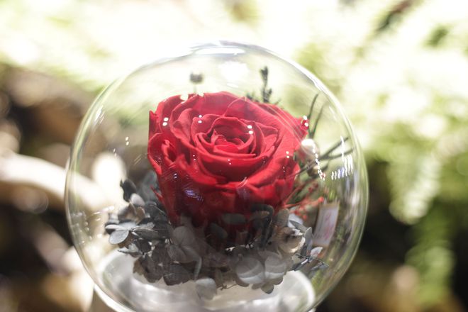 鲜花变干花后怎么保存_鲜花放干后变成干花_鲜花一直放会变干花吗