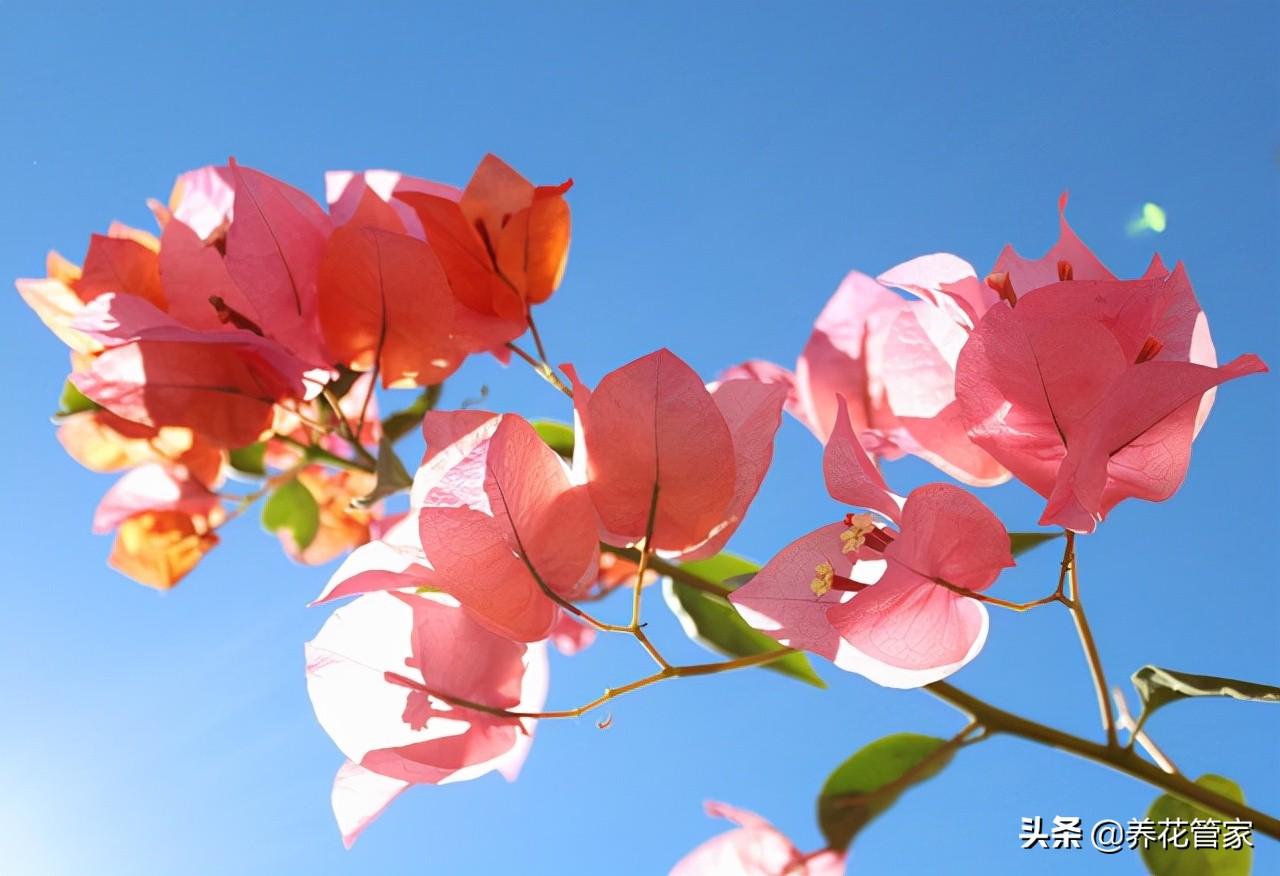 水生花卉有什么_水生花卉植物_水生花卉有哪些